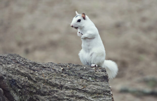 Who Needs Pux. Phil When We Have Pisgah Pete?! Who Needs Pux. Phil When We Have Pisgah Pete?!