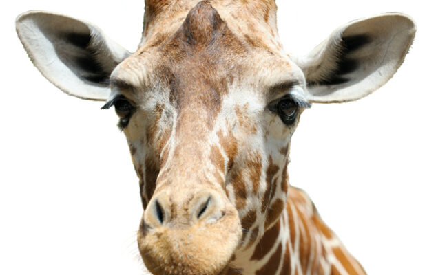 Giraffe Cam Giraffe Cam