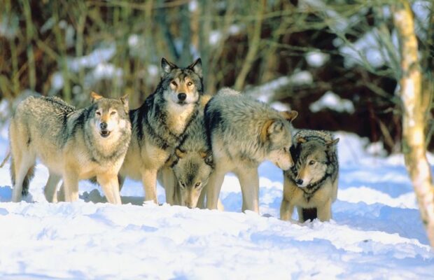 Jason Momoa is Saving the Wolves