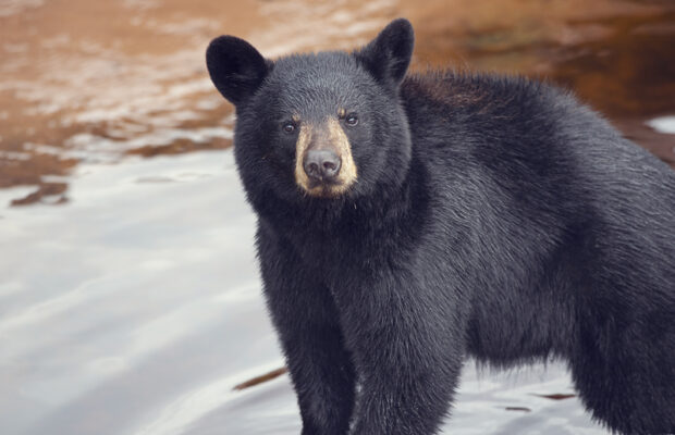 The Bear Spray Worked