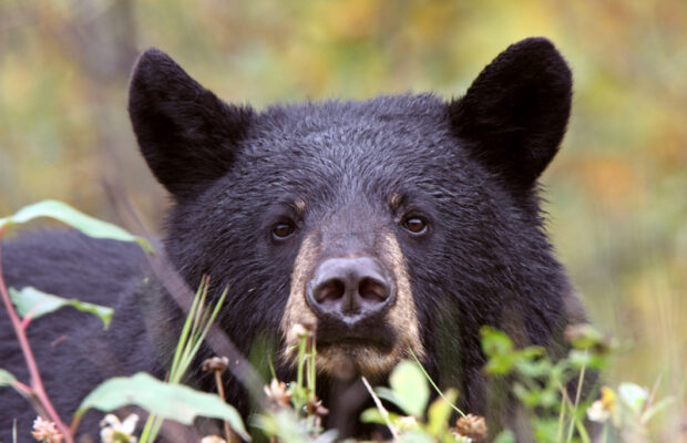 Bear Stalks Family on Hike