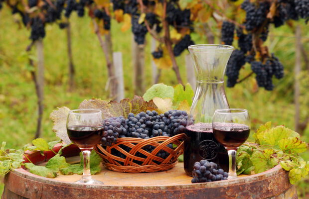 VOTE for Marked Tree Vineyard in USA Today Poll VOTE for Marked Tree Vineyard in USA Today Poll