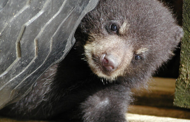 Bear Cubs Play on Asheville Hammock Bear Cubs Play on Asheville Hammock