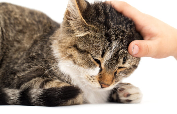 Asheville’s Cat Hero